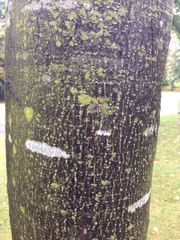 Liquidambar