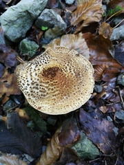 Verrucosporaceae