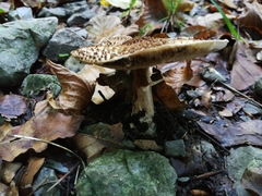 Verrucosporaceae
