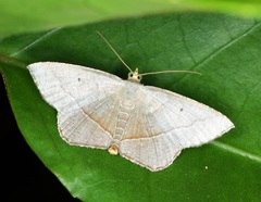 Plesiomorpha flaviceps