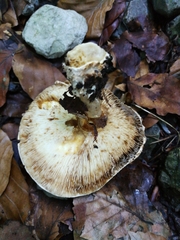 Verrucosporaceae