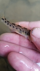 Etheostoma longimanum
