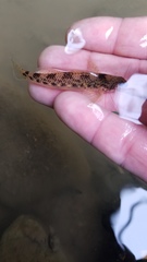Etheostoma longimanum