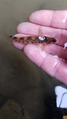 Etheostoma longimanum