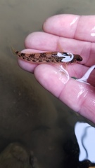 Etheostoma longimanum