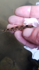 Etheostoma longimanum