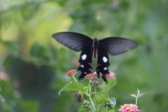 Byasa polyeuctes