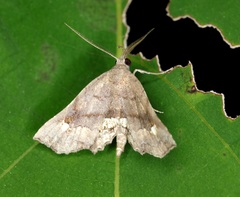 Throana pectinifer