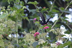 Byasa polyeuctes