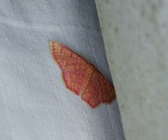 Chrysocraspeda miniosa