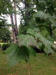 Liquidambar