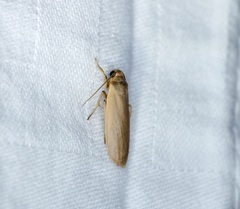 Danielithosia immaculata