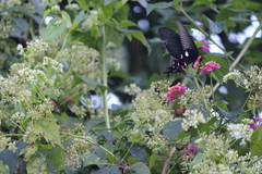 Byasa polyeuctes