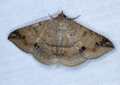 Ericeia subcinerea