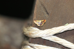Idaea gemma