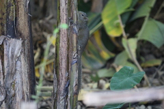 Callosciurus pygerythrus