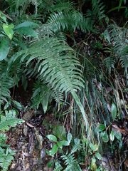 Microlepia hookeriana