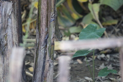 Callosciurus pygerythrus