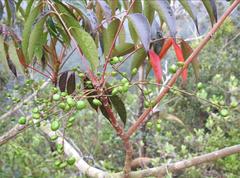 Toxicodendron succedaneum