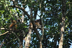 Trachypithecus pileatus