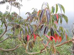 Toxicodendron succedaneum