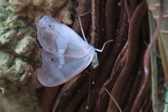 Eulaceura osteria