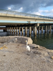 Ardea alba