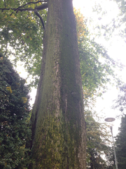 Ulmus glabra