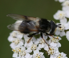 Eriozona syrphoides