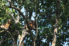 Trachypithecus pileatus