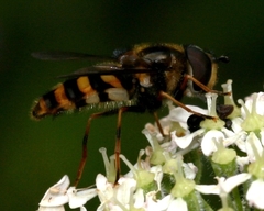 Megasyrphus erraticus