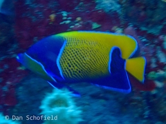 Pomacanthus navarchus