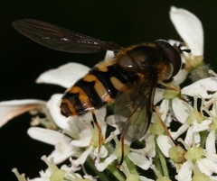 Megasyrphus erraticus