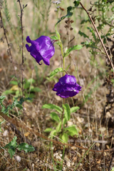 Campanula medium