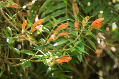 Columnea magnifica
