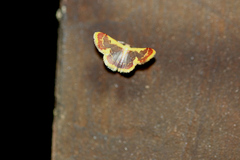 Idaea gemma
