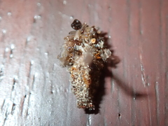 Dahlica triquetrella