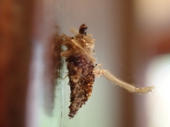 Dahlica triquetrella