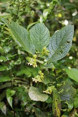 Witheringia macrantha