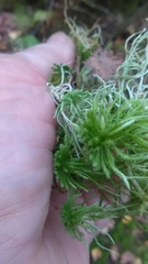Sphagnum squarrosum