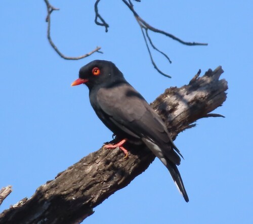 Retz's Helmetshrike (Prionops retzii), photo 5