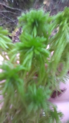 Sphagnum squarrosum