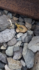 Boopedon flaviventris