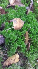 Sphagnum squarrosum