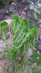 Sphagnum squarrosum