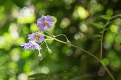 Solanum longiconicum