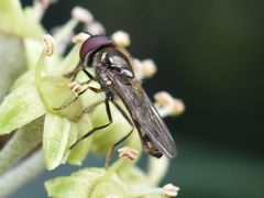 Platycheirus albimanus