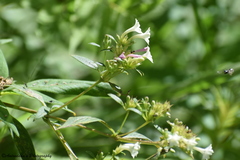 Leptodermis lanceolata