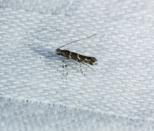 Systoloneura geometropis thumbnail