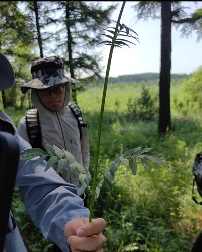 common valerian